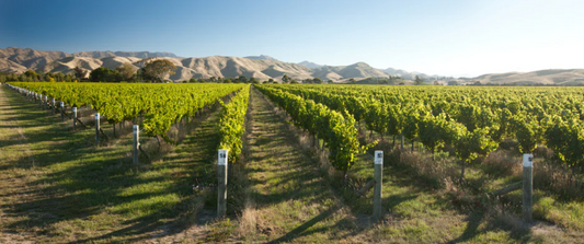 Sauvignon Blanc from Marlborough: A Kiwi Twist on Crisp Perfection!