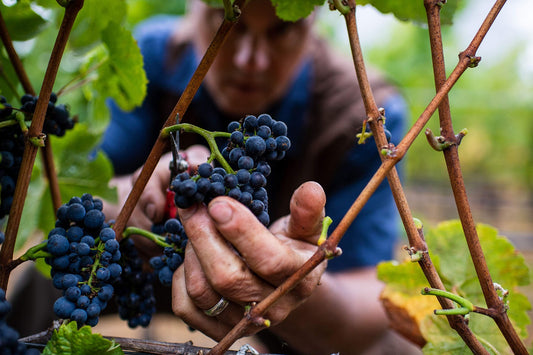 The Magic Beneath the Vines: How Terroir Shapes the Soul of Wine