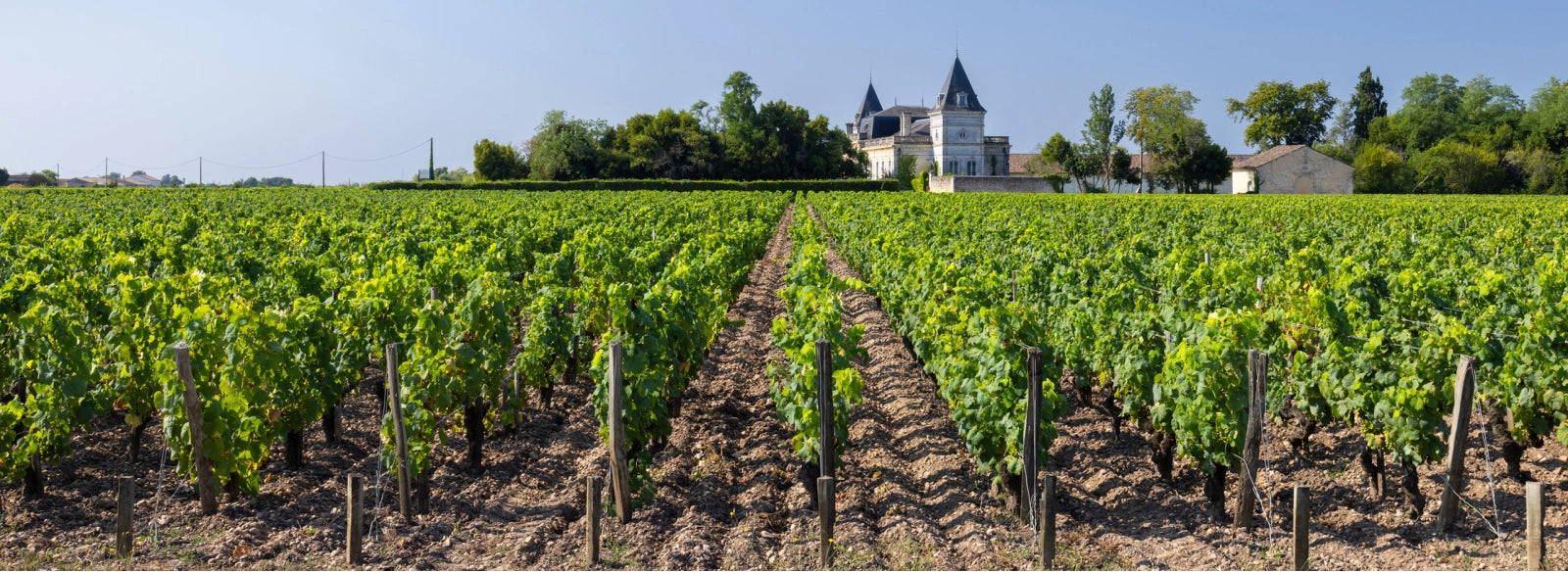 Vineyard with a castle in the background under a clear blue sky