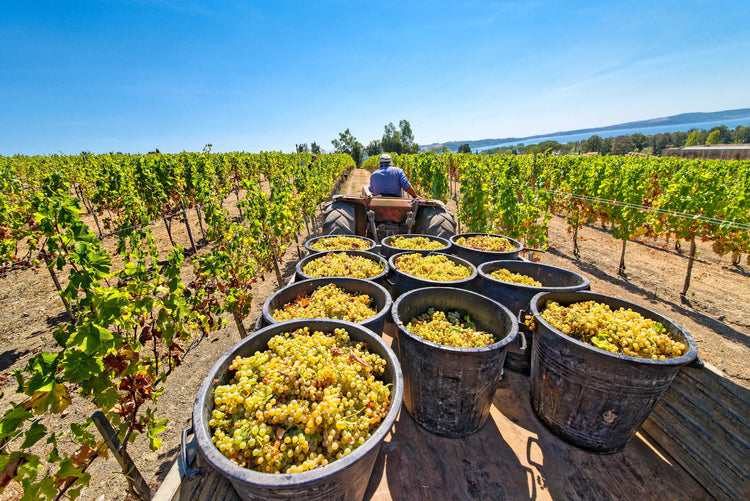 Best Price Guaranteed Affordable premium wine in Singapore Red Dot